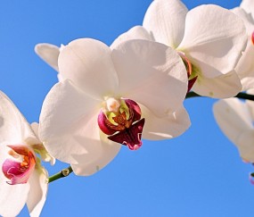 邯郸正规助孕捐卵机构，附正规捐卵机构报名表！